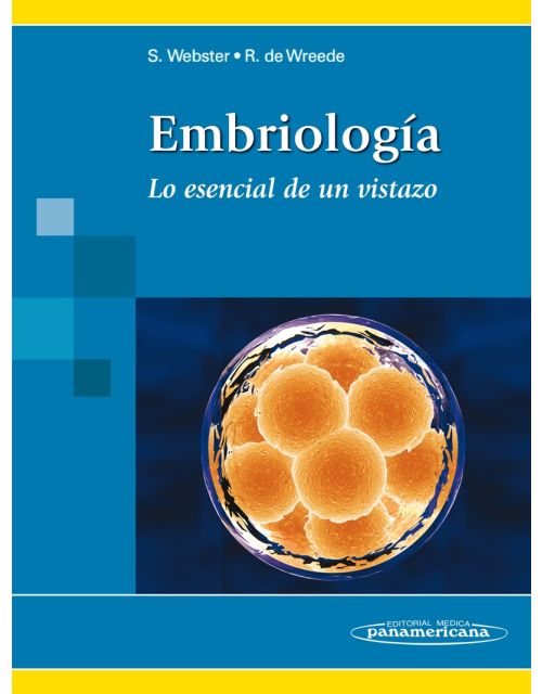 Embriología Lo Esencial De Un Vistazo